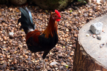 Looking for fresh macadamias this morning