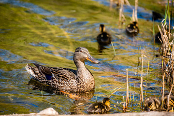 Duck with the ducklings swims in the river