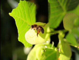 
A workaholic bee collects nectar from acacia and linden flowers in spring.