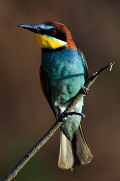 A European bee-eater sits on a tree branch in Torre d'Isola, near Pavia