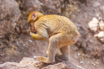 Wild baby monkey in Morocco