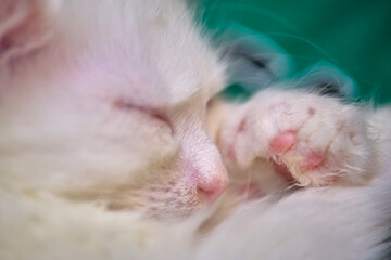 White kitten sleeps on his arms close up color