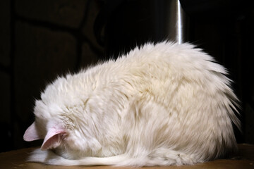 White cat sleeps in a strange pose general plan low light color