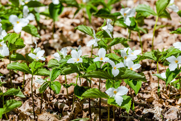 Great white trillium flower in the city park 