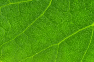 Fototapeta premium Abstract green leaf texture for background. Front side of leaf. Macro image, close-up