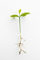 Obraz premium New lemon tree seedlings on white with copy space,vertical image.Spring