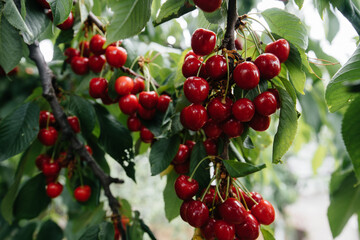 Ripe bunches of red cherries on the branches of a tree