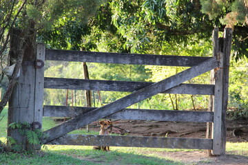 puppy guarding house