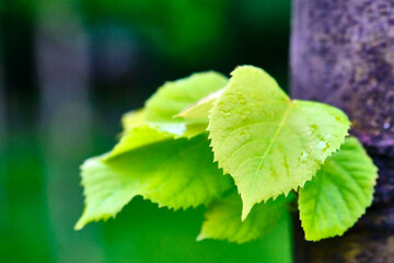 young tree leaves grow straight out of the trunk color