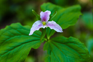 Purple flower