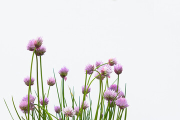 Obraz na płótnie Canvas Purple chive flowers isolated on white background