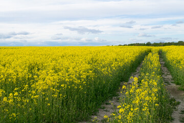 Obraz premium Road in a field among blooming yellow rape.