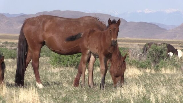 Wild Horse Mare and Foal in the Utha Desert