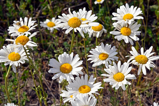 Ox-eye daisy / Magerwiesen-Margerite (Leucanthemum vulgare)