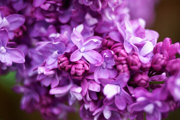 Fototapeta na wymiar Lilac plant flowers and blossoms macro close up. Hight quality photo