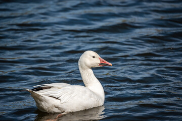 Snow Goose swims in the river