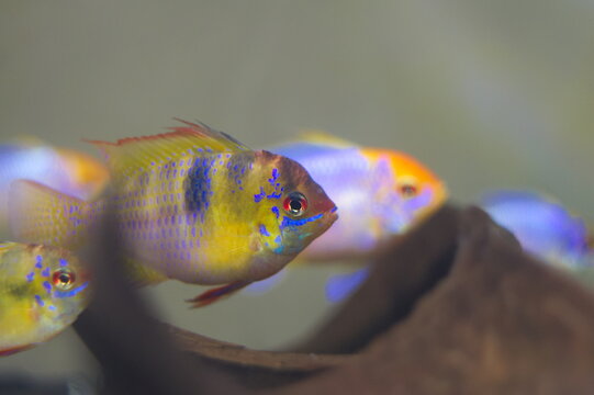 Apistogramma ramirezi / Papiliochromis ramirezi / Microgeophagus ramirezi tropical fish in aquarium