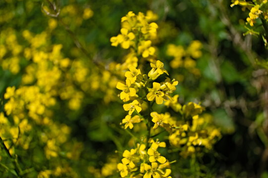 Wild Yellow clusters of tiny flowers knwon under the names of  bittercress, herb barbara, rocketcress, cientific name Barbarea vulgaris