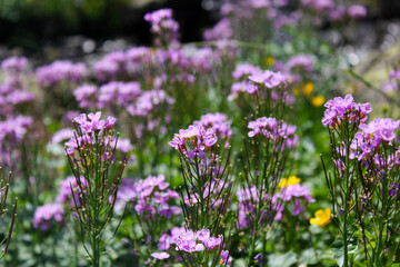 Obraz premium Flowers head macro and close-up in Georgia.Nature and blur background.