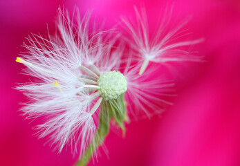 Dandelion against a hot pink background