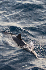 Fototapeta premium Dorsal fin of dolphin above the ocean