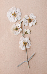 White dried flower arrangement with copy space