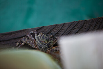 Crab on the wet timber above the water