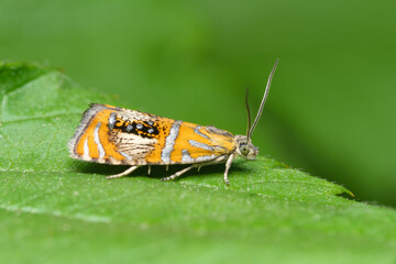 Small moth olethreutes arcuella on a green juicy leaf. Macrophotography, selective focus, copy space