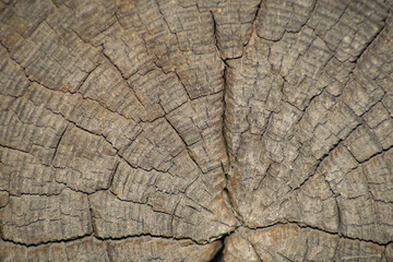 saw cut tree with growth rings
