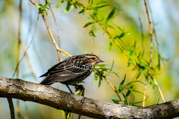 Red-winged Blackbird is a passerine bird found in most of North America and much of Central America