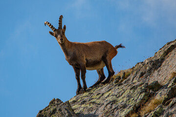 Junger Steinbock vor blauem Himmel