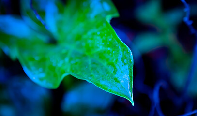 hoja fluoresente