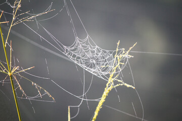 spider web with dew drops