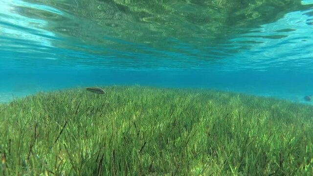 Seabed covered with dense growths of green sea grass Zostera which reflects off the surface in shallow water. Underwater background