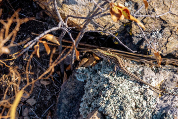 Lizard on a rock in the sun