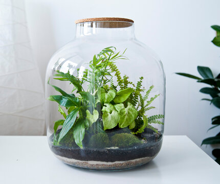 Small decoration plants in a glass bottle/garden terrarium bottle/ forest in a jar. Terrarium jar with piece of forest with self ecosystem. Save the earth concept. Bonsai, set of terrariums/ jars