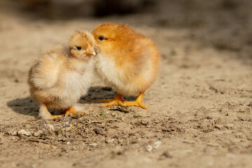 portrait of Easter little fluffy yellow chicken walking in the yard of the village on a Sunny spring day