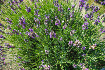 Obraz premium Top view of a bouquet of purple lavender flowers on a lawn background.