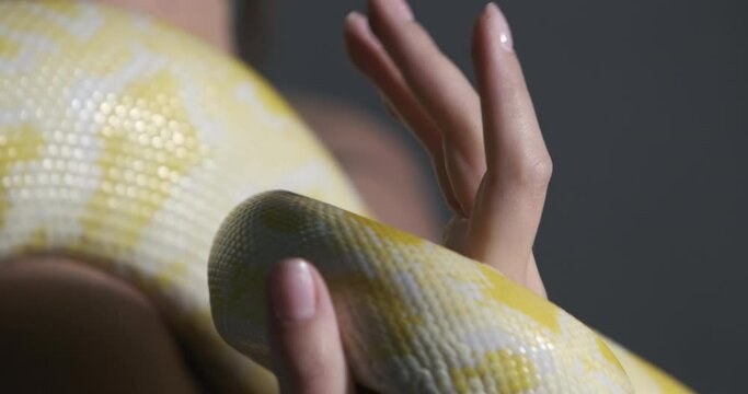 A yellow python in the palm of a girl, close-up