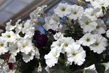 flowers of Petunia hanging plant in white color in the greenhouse in the spring