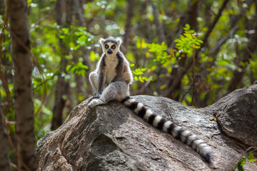 ring tailed lemur in wild ranomafana national park