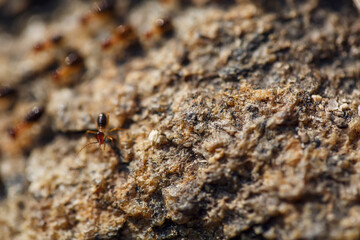 brown ants crawl along a rocky road