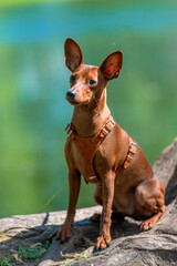 Miniature pinscher with uncut ears in the park
