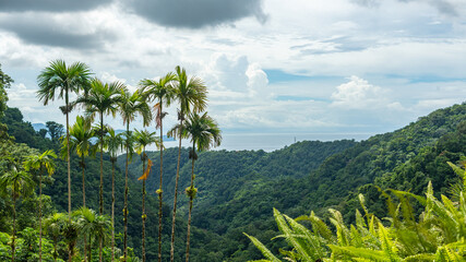Fototapeta na wymiar Alignement de palmiers royaux dans une vallée couverte de végétation avec l'océan et des îles à l'arrière-plan et un ciel ensoleillé avec des nuages