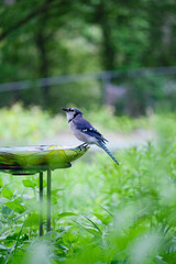 bluejay bath