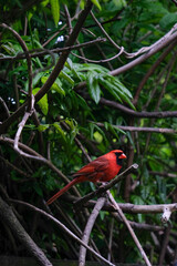 perched cardinal