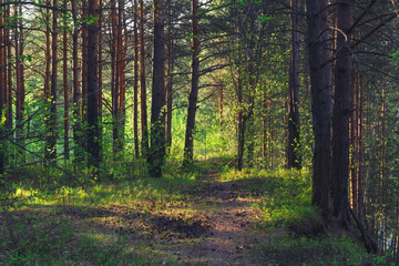 Spring landscape on the banks of a small forest river. Forest trees with blossoming foliage.