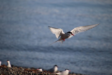 arctic tern flying