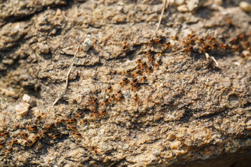 brown ants crawl along a rocky road