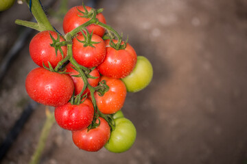 A branch of fresh tomatoes growing in a greenhouse.